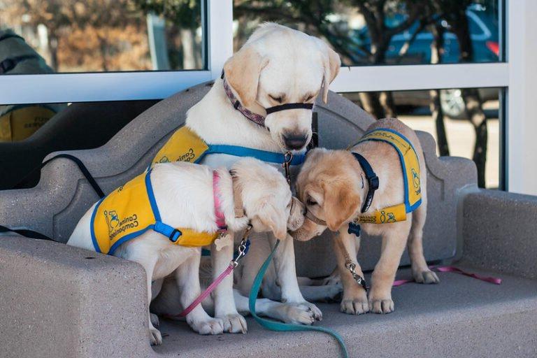 Service dogs in training, Dion, Serrano, and Sesame, sit on a bench outside the PT building.